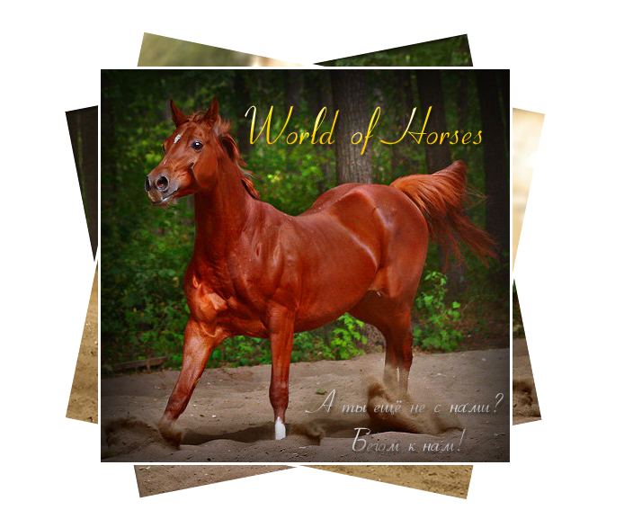http://world-of-horse.ucoz.ru/ks.png